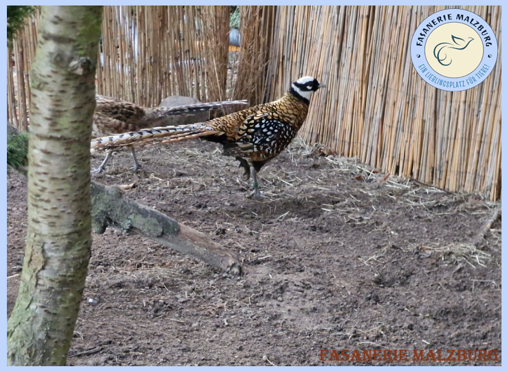 Königsfasane von der Insel Rügen